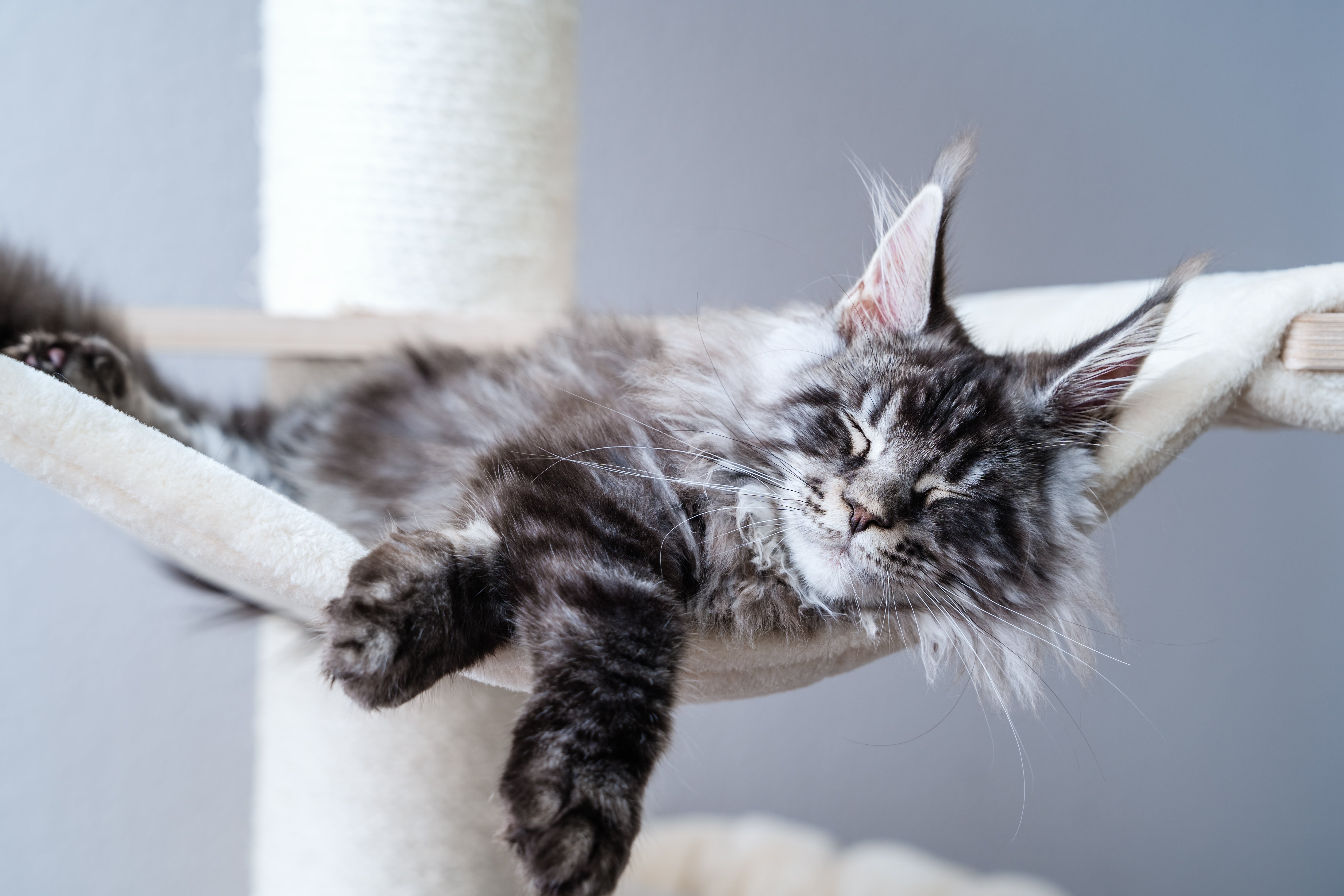 Arbre à Chat Maine Coon